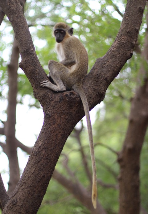 Reserve bandia sugarsheet dakar senegal monkey wild animal travel